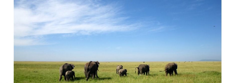 VIVA AFRICA TOURS Cover Image