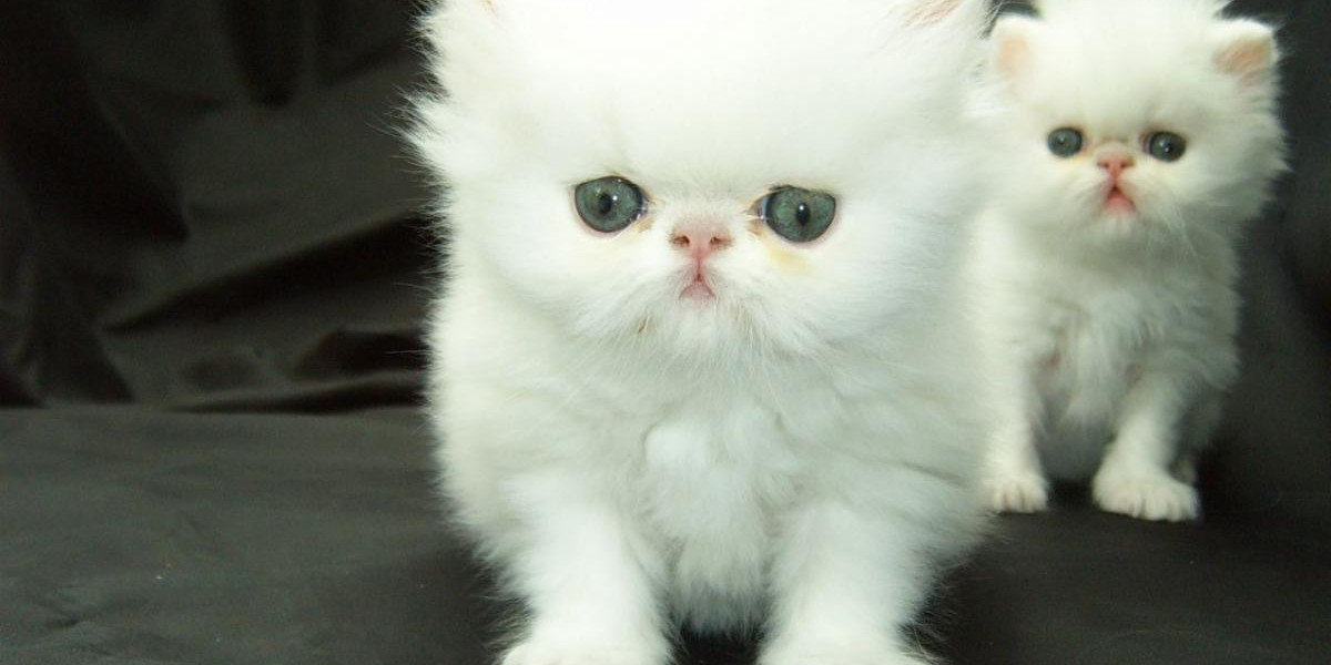Teacup Persian Kittens for Sale: Charming Companions in a Petite Package