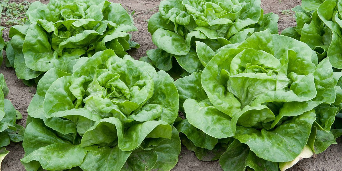 Exploring Growth Opportunities in the Lettuce Seeds Market