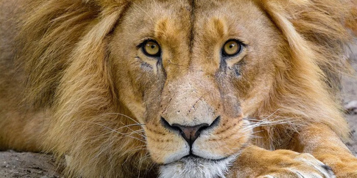 100+ Lion Quotes That Inspire Fearless Decision-Making