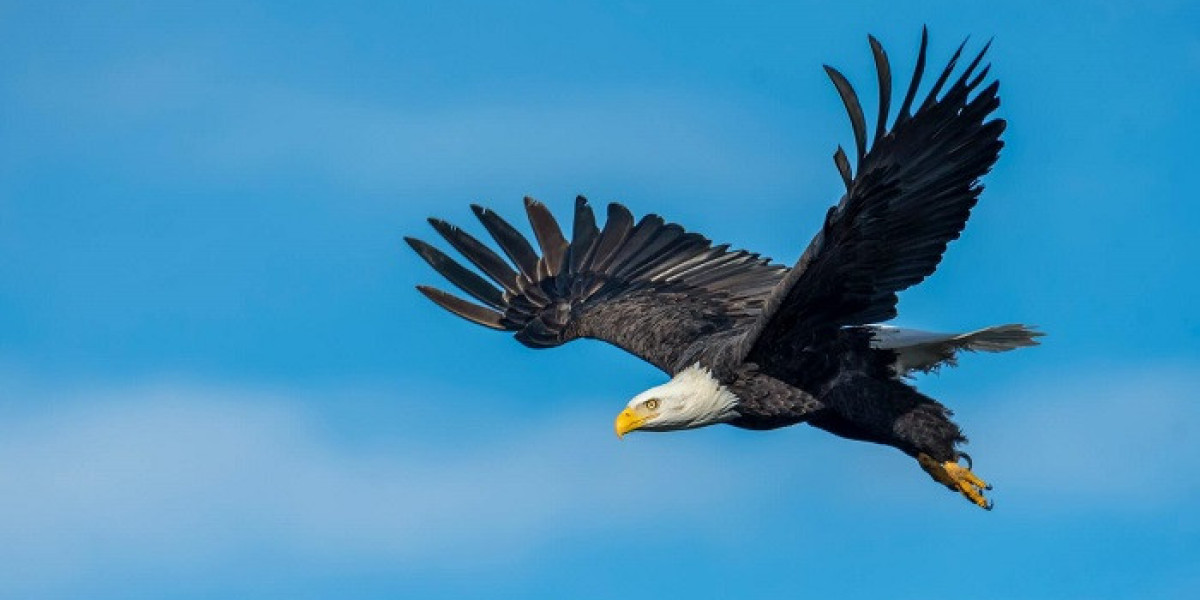 60+ Eagle Quotes That Inspire Bravery and Focus