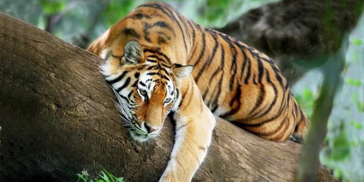 45 Tiger Quotes, Sayings, and Proverbs