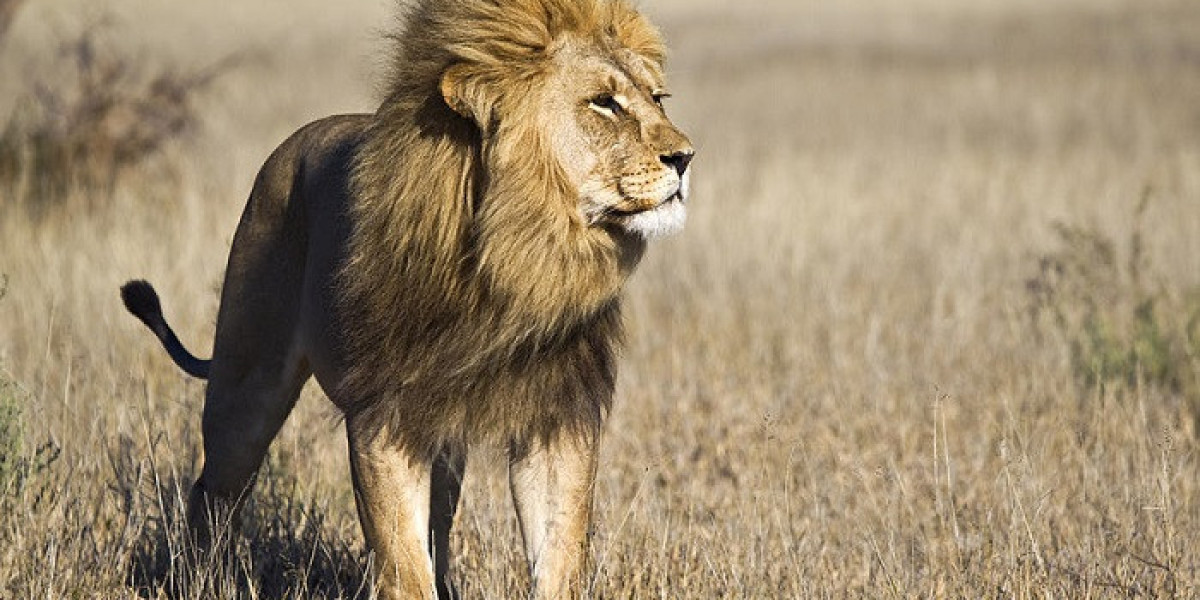 Ancient Traditions Revealed in Spirit Animal Meanings