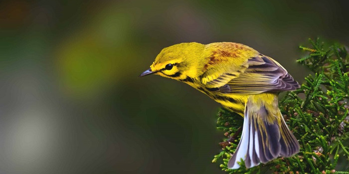 Bird Symbolism: Guidance for Life's Journey