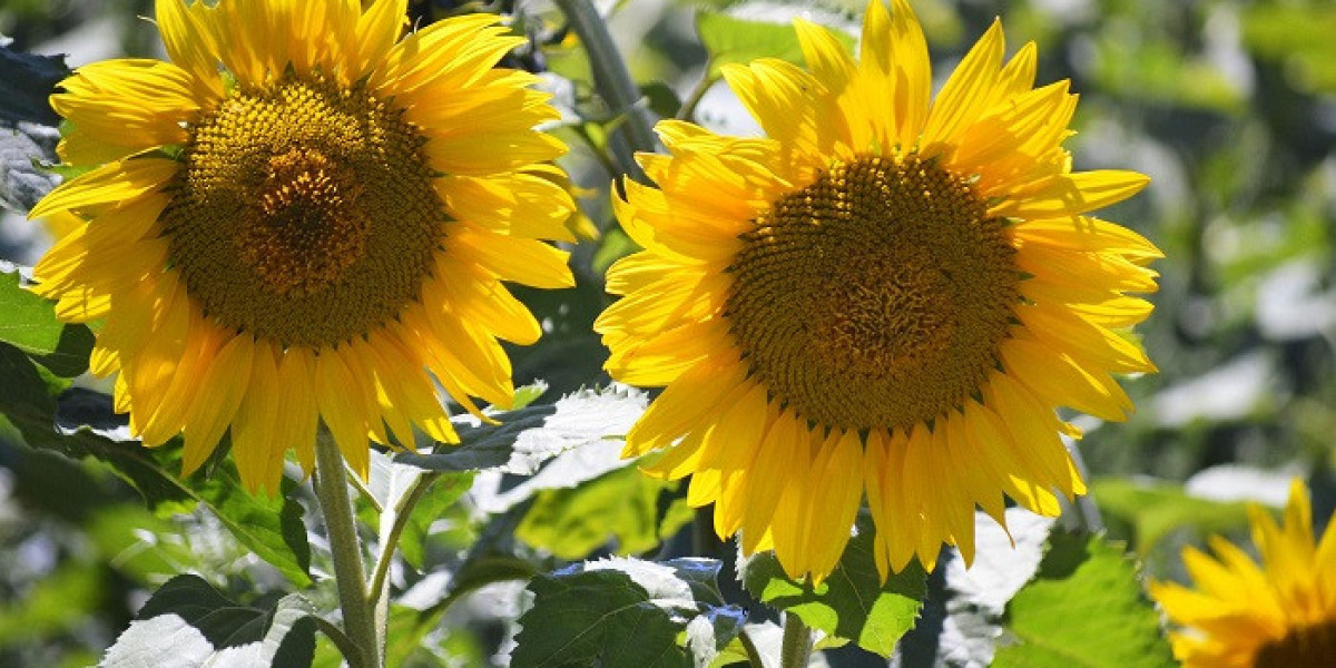 Sunflower Symbolism in Folklore and Sacred Beliefs