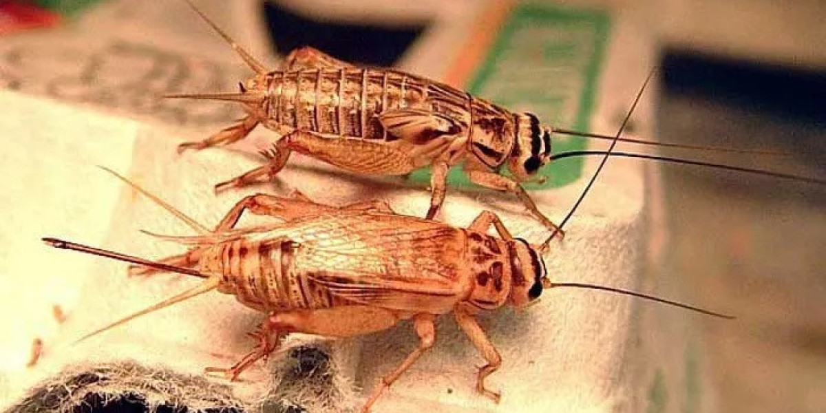 45 House Cricket Quotes, Sayings, and Proverbs