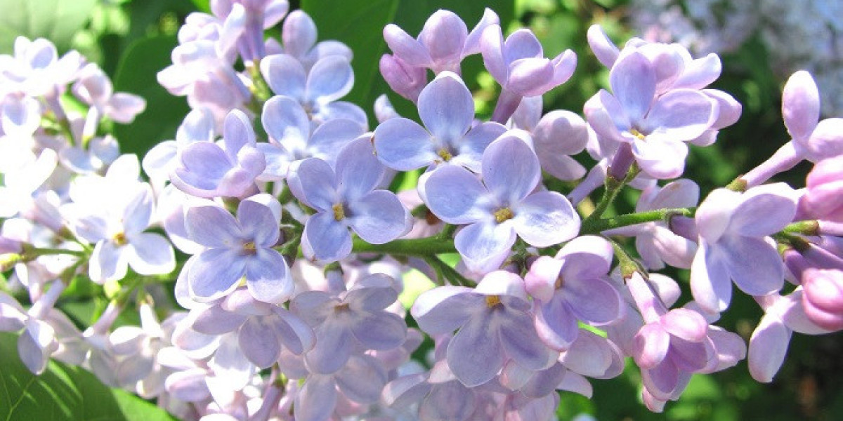 Discovering Love and Hope in Lilac Symbolism