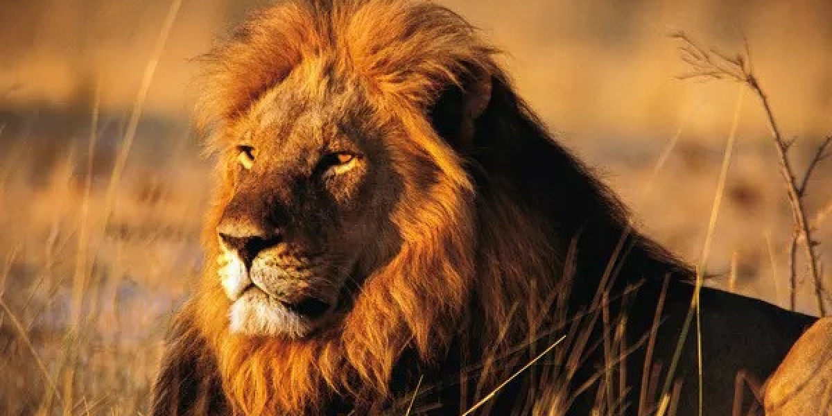 45 Lion Quotes, Sayings, and Proverbs