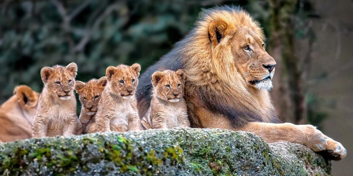 Lion Symbolism: Strength in Life's Challenges