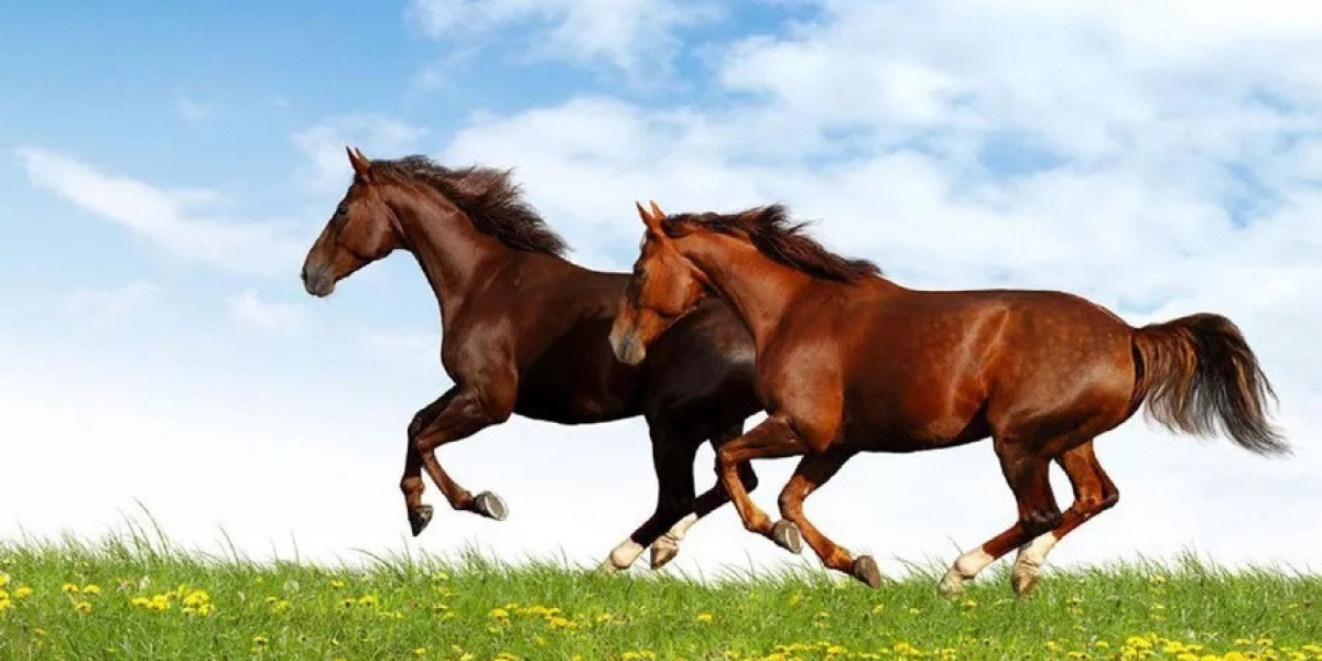 35 Horse Quotes, Sayings, and Proverbs