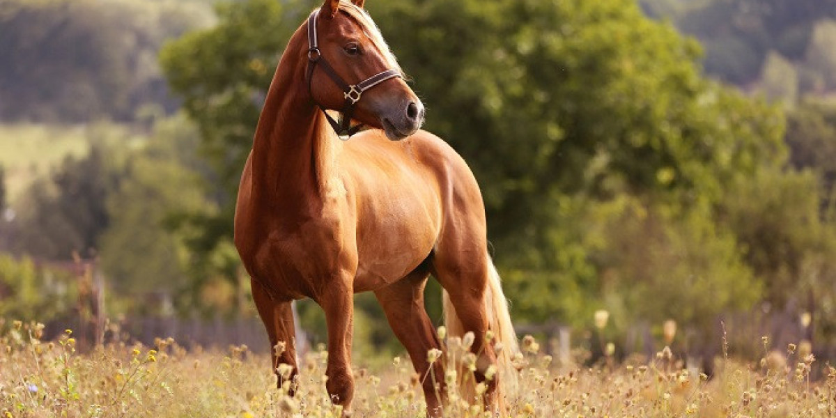60+ Horse Quotes to Inspire Passion and Resilience