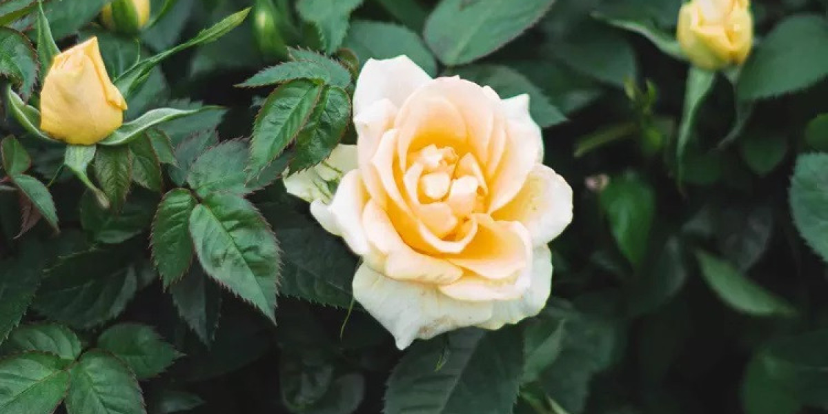 Miniature Roses Flower Symbolism and Meaning in Love, Death & Bible