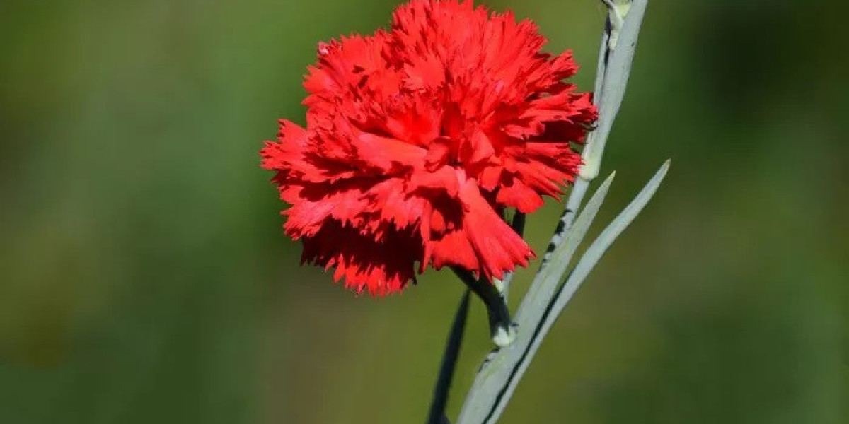 Scarlet Carnation Symbolism and Meaning in Love, Death & Bible