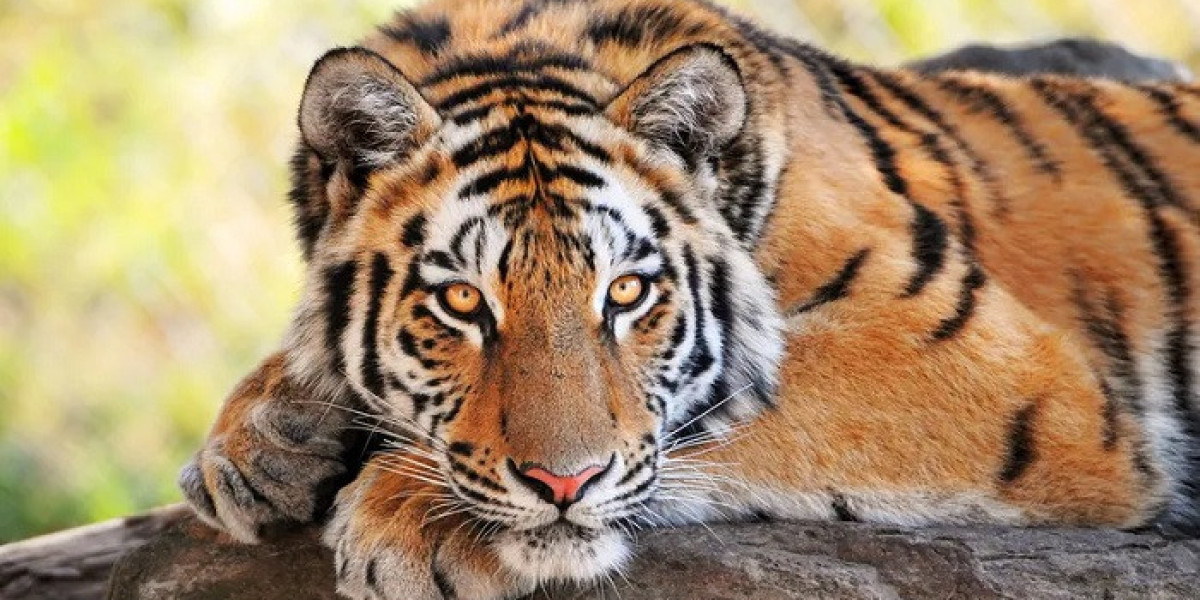 50 Tiger Quotes for Confidence, Power, and Pride
