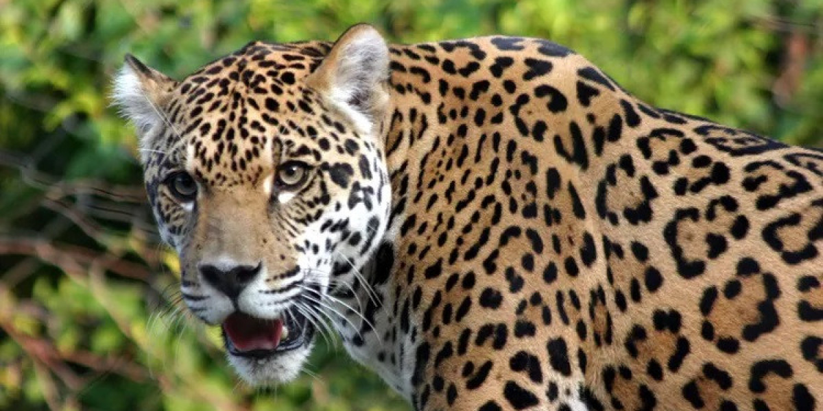 All Jaguar Meaning and Symbolism
