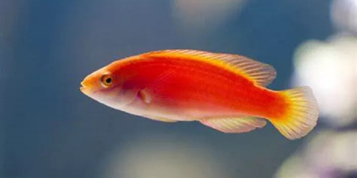 Fish Symbolism: Spiritual Lessons from the Sea