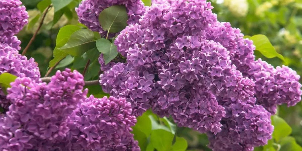 Common Lilac Symbolism and Meaning in Love, Death & Bible