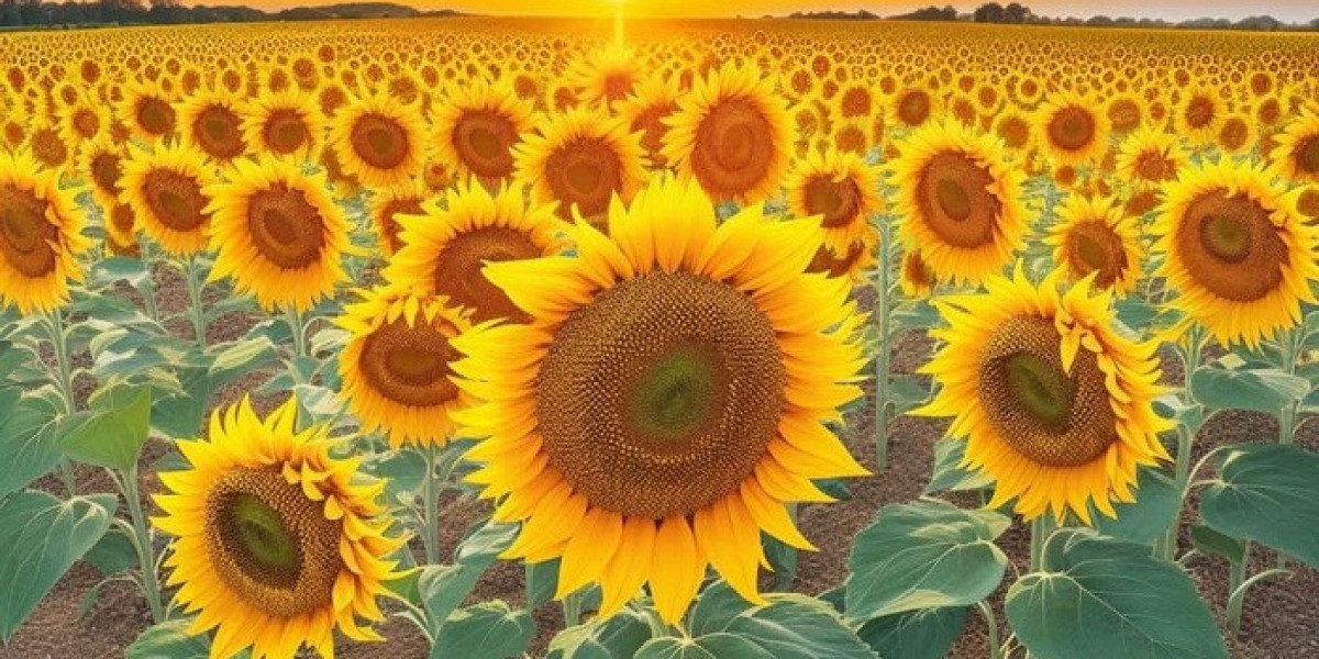 Sunflower Flower Spiritual Meaning and Symbolism