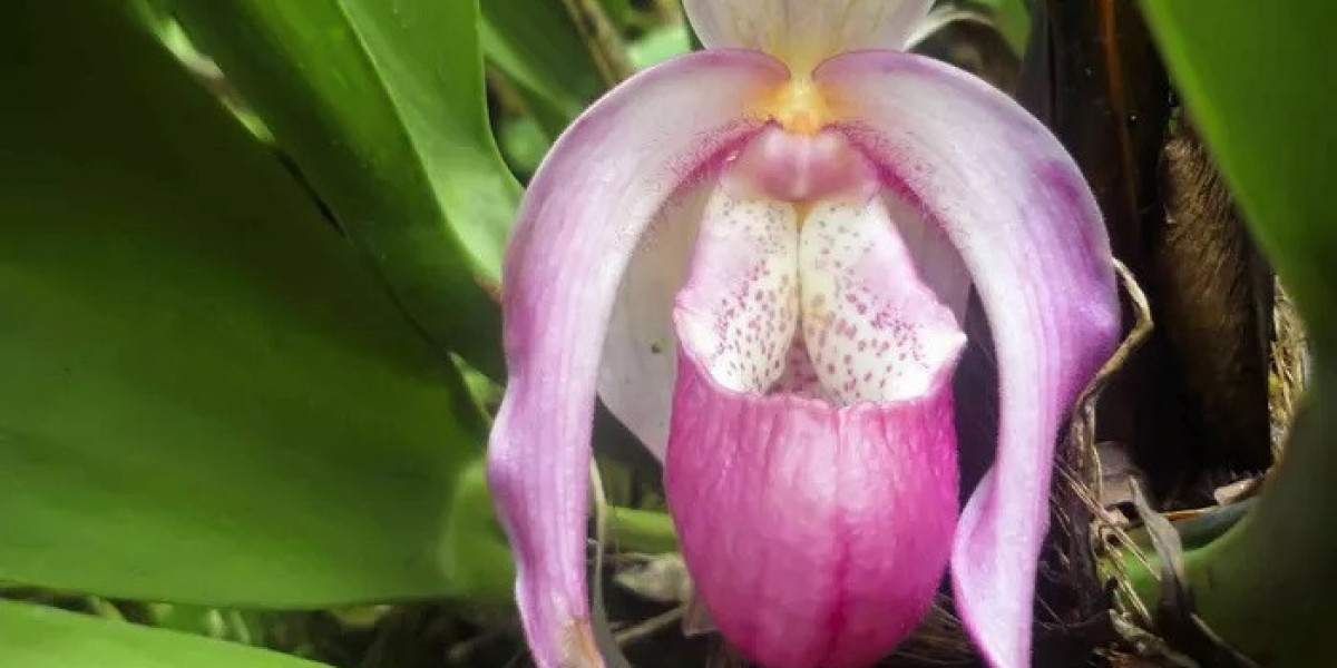 Lady’s Slipper Orchid Symbolism and Meaning in Love, Death & Bible