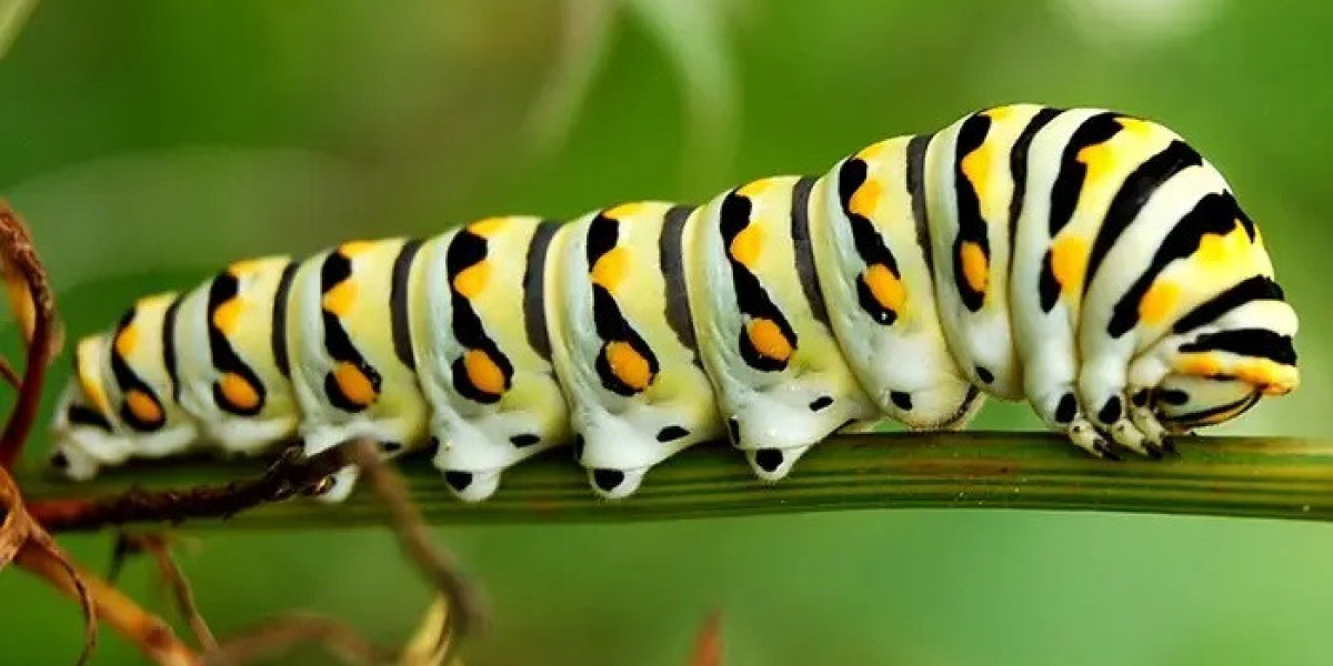 40 Caterpillar Quotes, Sayings & Proverbs