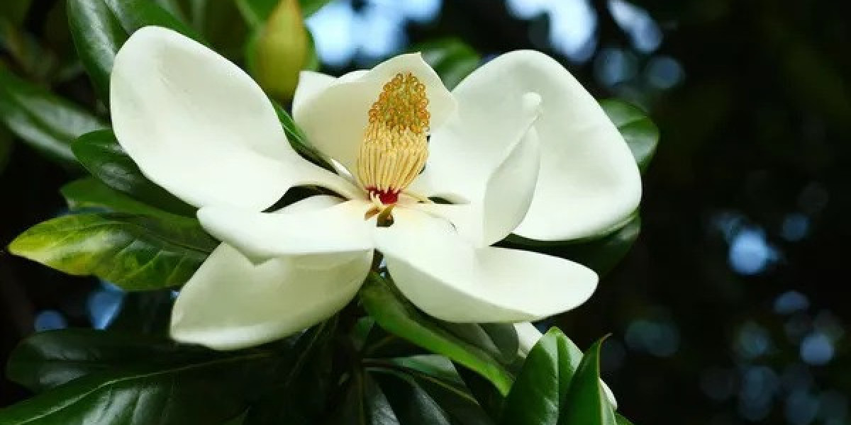 Magnolia Flower Symbolism and Meaning in Love, Death & Bible