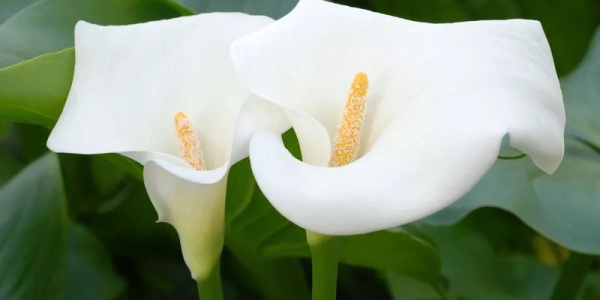Calla Lily Flower Spiritual Meaning and Symbolism