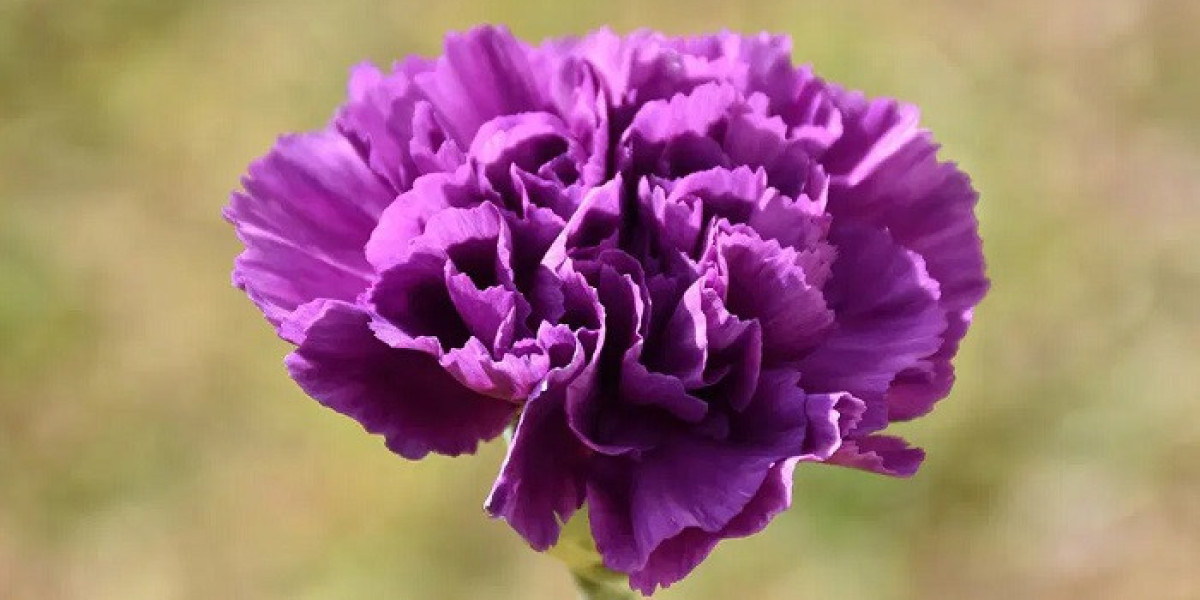 What Does A Carnation Flower Symbolize?