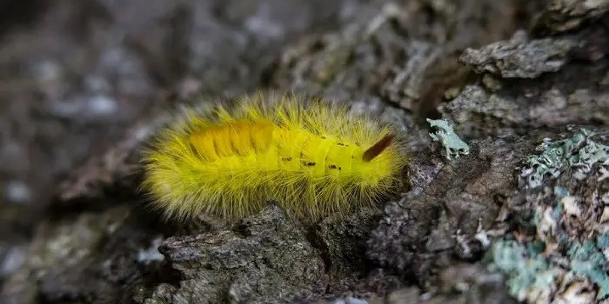45 Yellow Caterpillar Quotes, Sayings & Proverbs