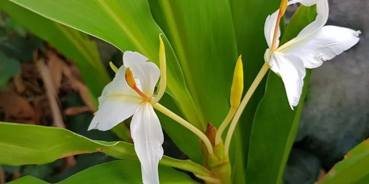 White Ginger Lily Symbolism and Meaning in Love, Death & Bible