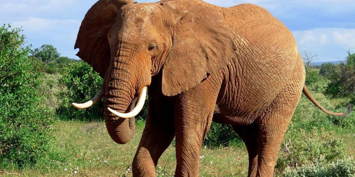 50 Elephant Quotes to Teach Patience and Wisdom