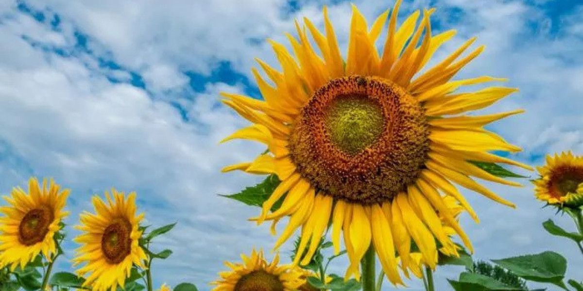 Sunflower Flower Spiritual Meaning and Symbolism
