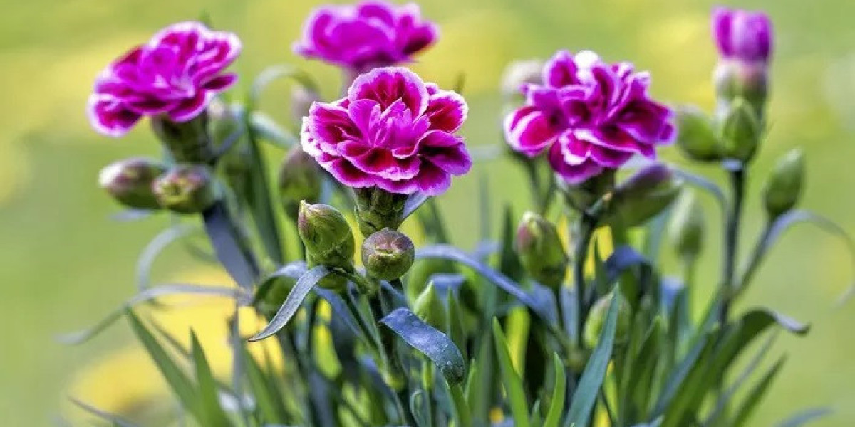 Miniature Carnations Symbolism and Meaning in Love, Death & Bible