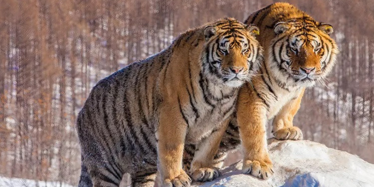 50 Tiger Quotes to Empower Your Mind and Spirit