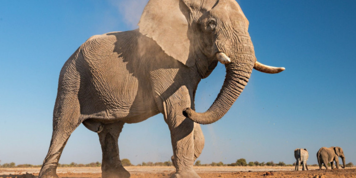 Why Is Elephant Symbolism Linked to Long Life and Health?