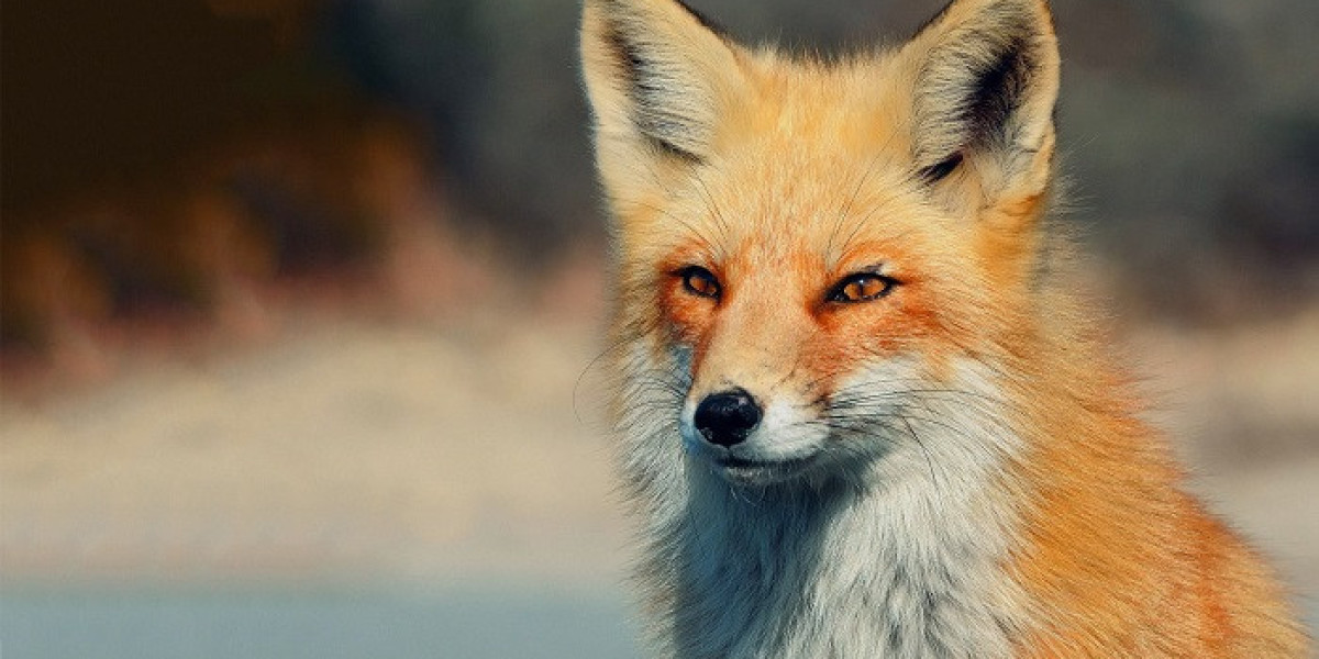 Fox Symbolism as a Guide to Adaptability