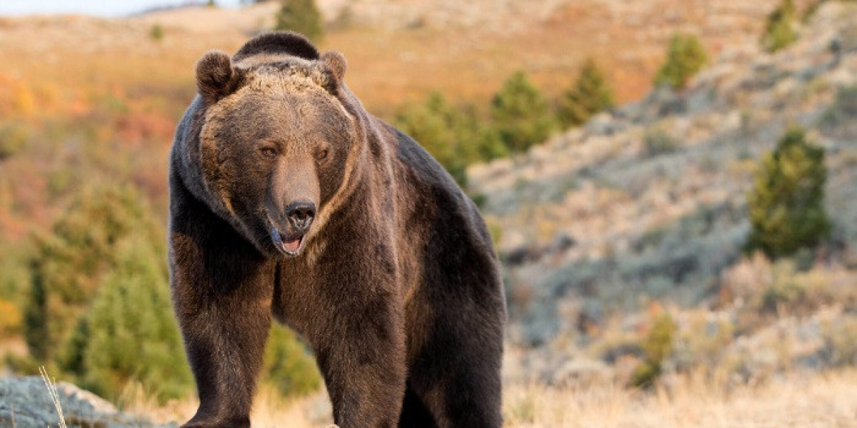 Bear Symbolism: Protection, Healing, and Power