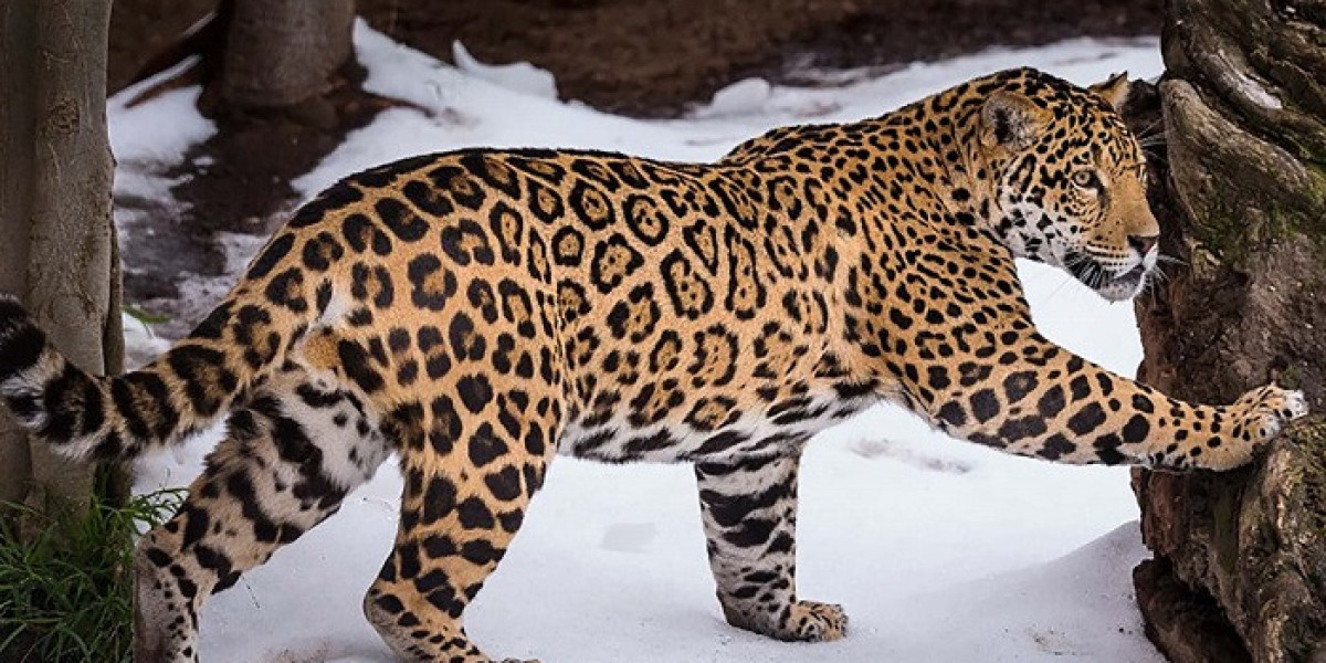 Why Is Jaguar Symbolism Considered a Sacred Totem?
