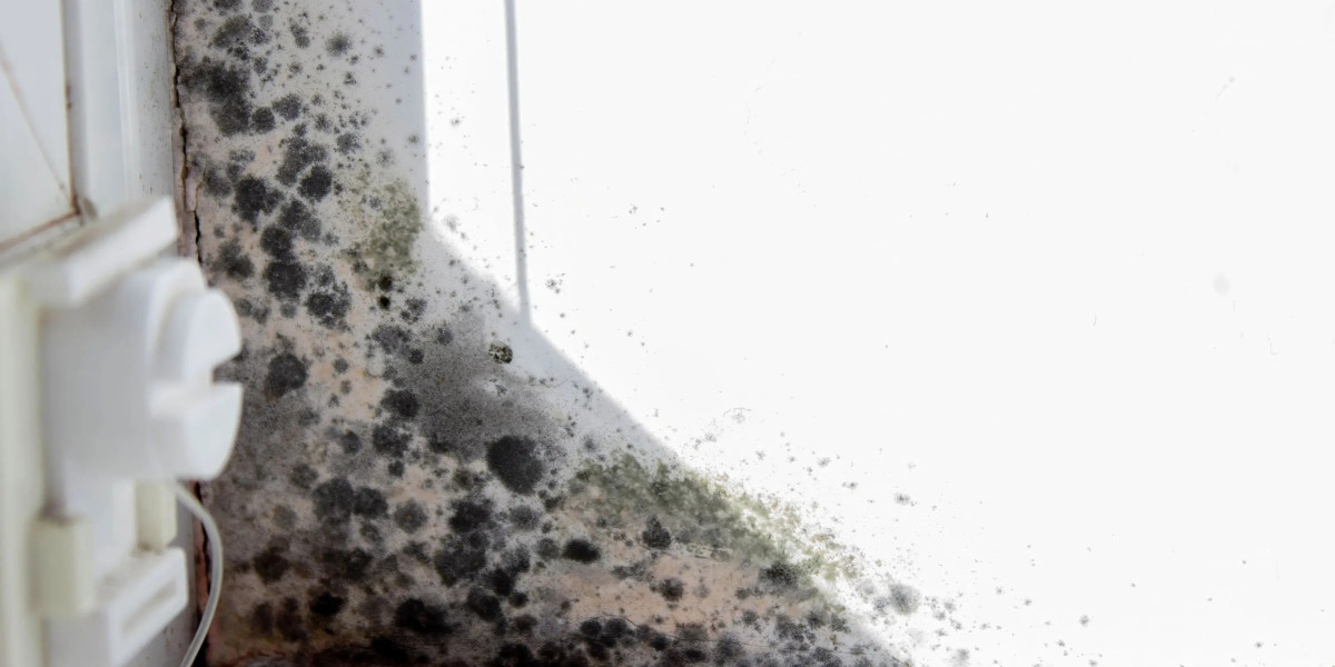 Professional Mould Cleaning Services For Offices Sunshine Coast
