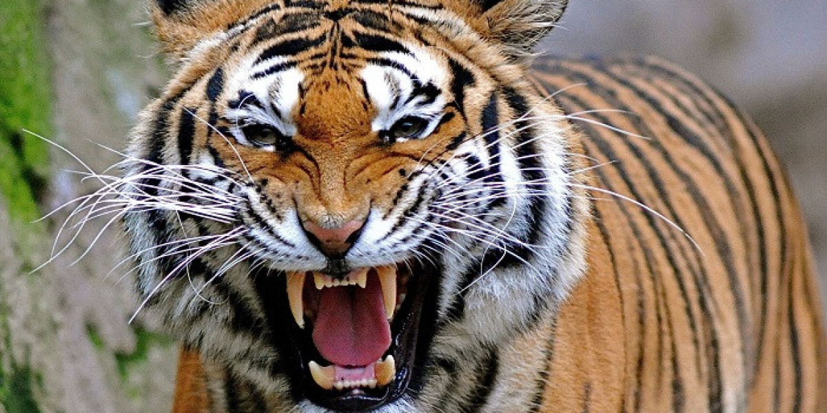 60 Tiger Quotes about Inspiring Bravery and Resilience