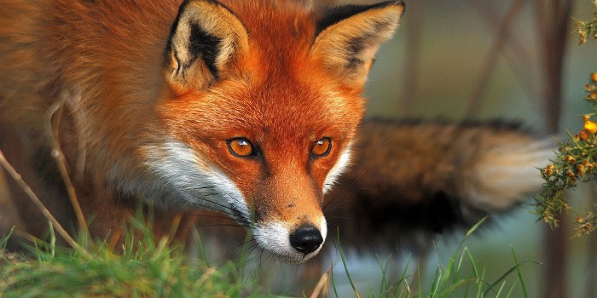 How Does Fox Symbolism Inspire Clever Problem-Solving?