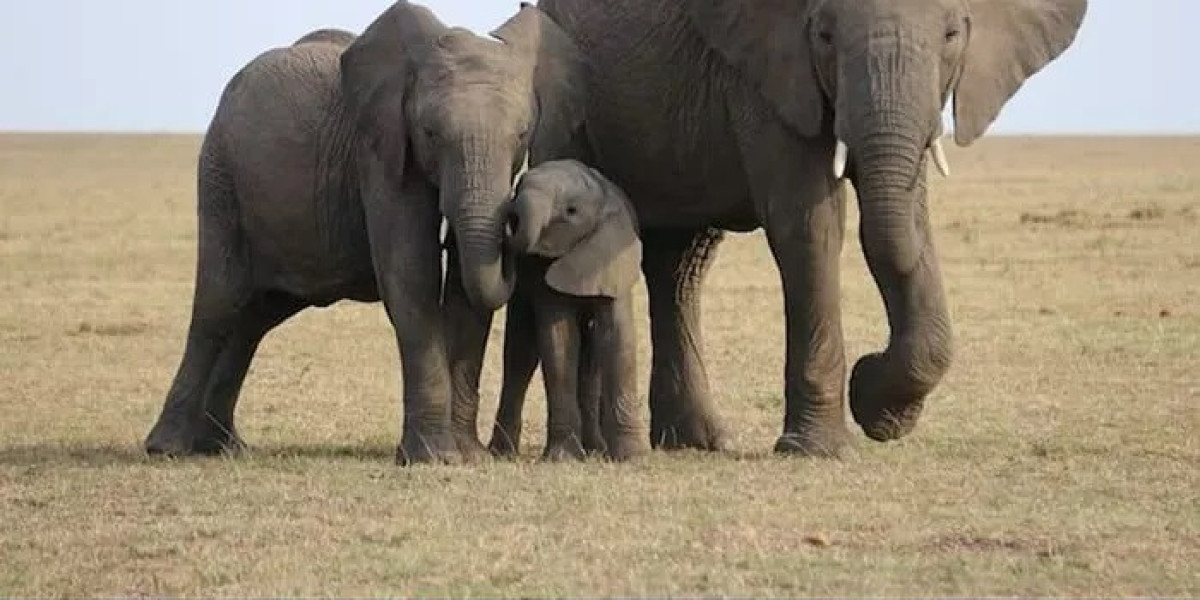 86 Funny Elephant Jokes That Will Make You Laugh Out Loud