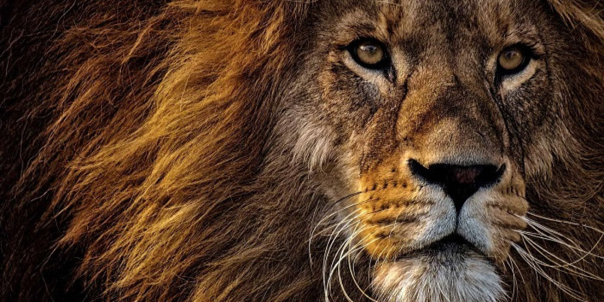 80 Lion Quotes | Timeless Life Lessons Encoded