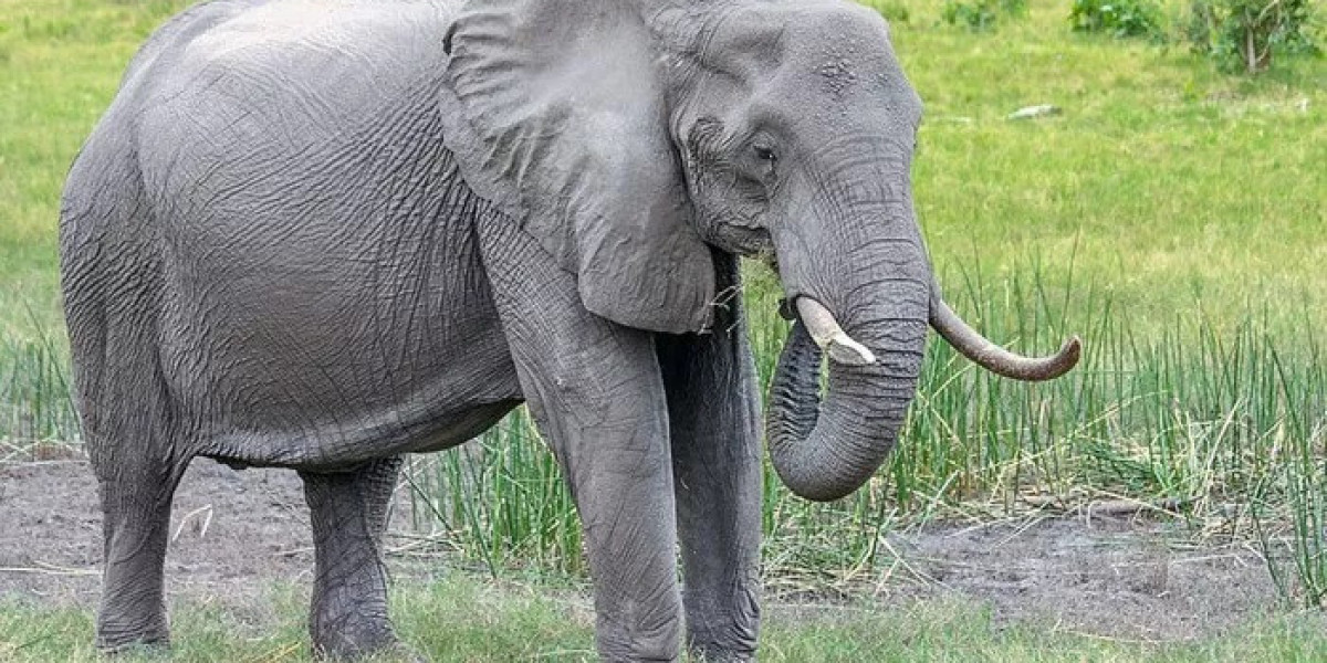 121+ Grey Elephant Jokes That Will Make You Laugh Your Trunk Off