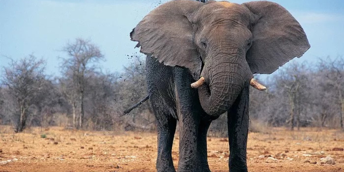 60 Elephant Quotes for Exploring Kindness and Courage in Life