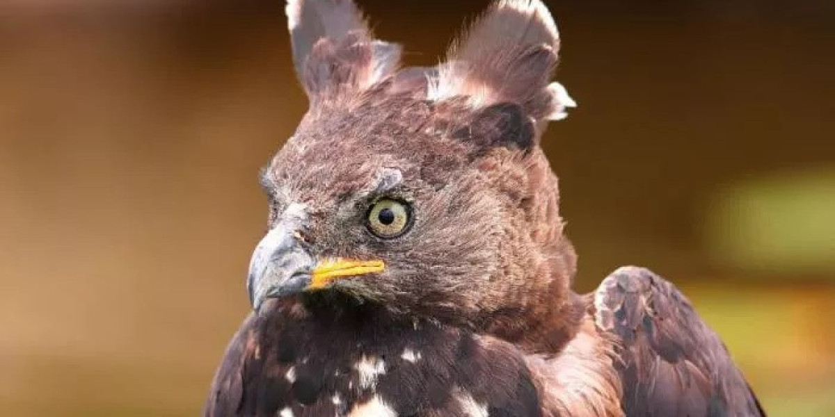 39 Crowned Eagle Quotes, Sayings, and Proverbs