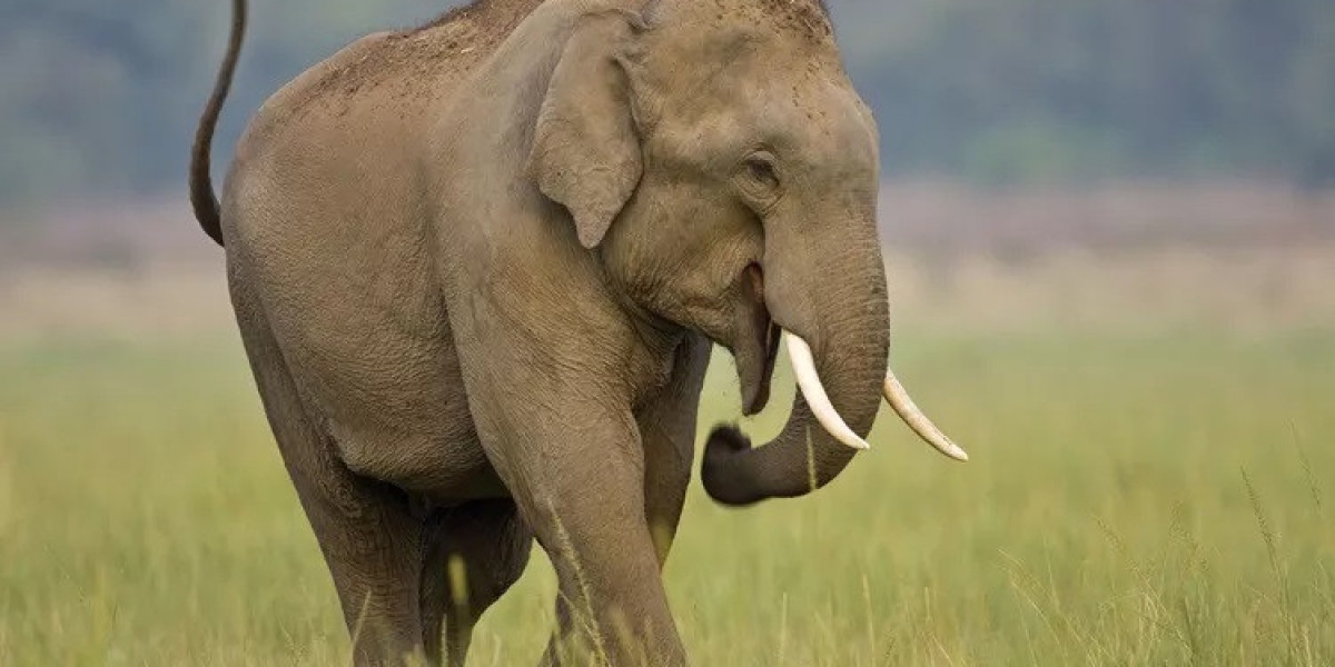 60 Elephant Quotes: The Power of Gentle Strength