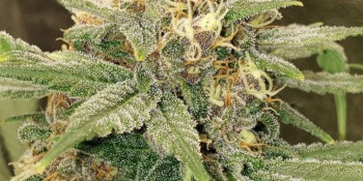 Why Choosing Feminized Cannabis Seeds Matters for Your Grow