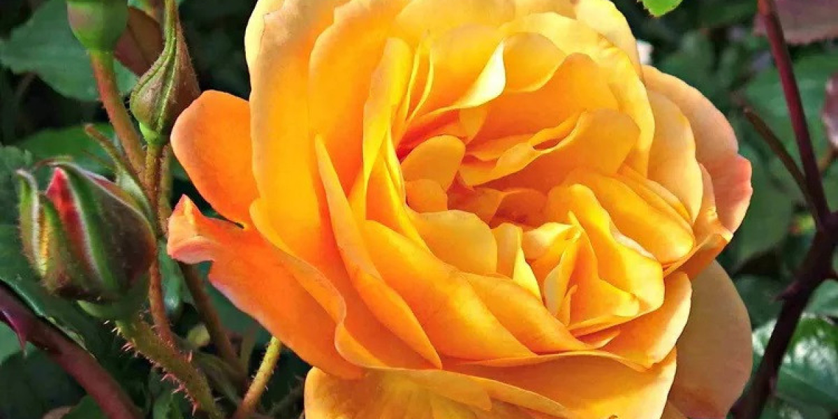 How Does Rose Symbolism Inspire Spiritual Growth?