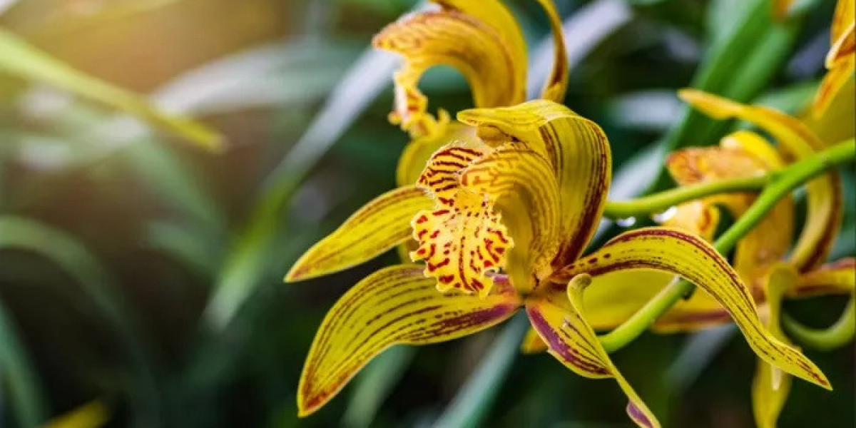 Why Is Orchid Symbolism Considered Mystical and Pure?