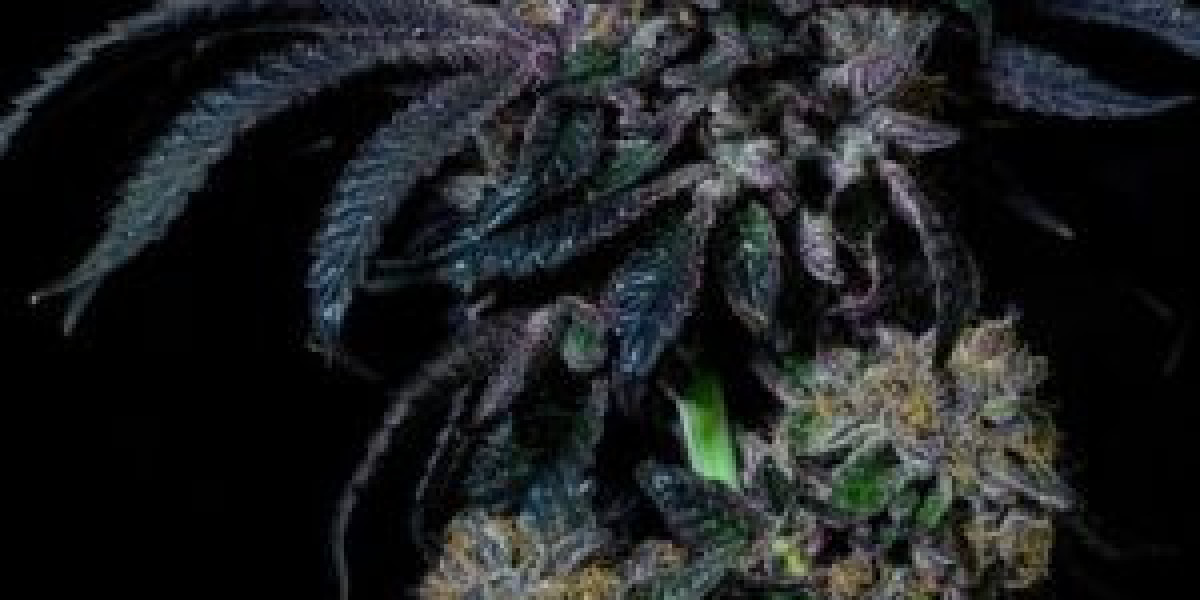 Grow with Confidence Using the Best Cannabis Seeds from The Clone Conservatory